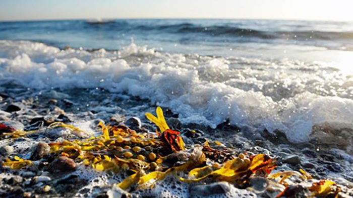 , South Aegean Region Actively Promotes the UN Clean Seas Campaign | GreekReporter.com