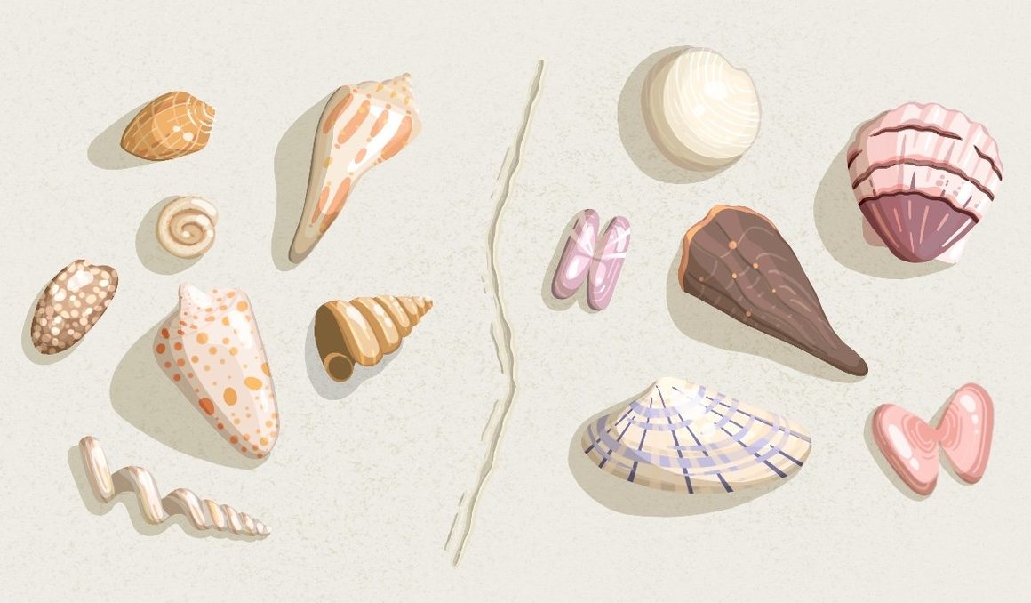 beach, How to Decode the Shells You Find Washed Up on the Beach | Atlas Obscura