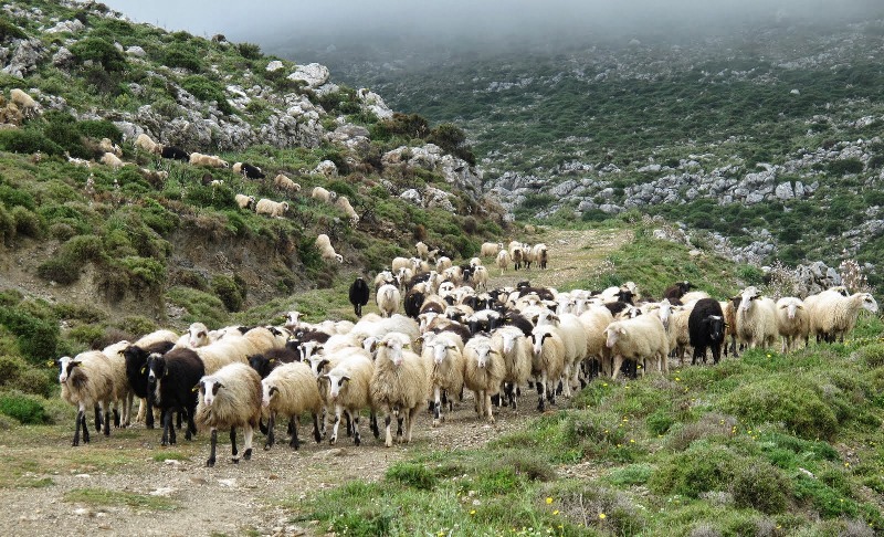 , The Abundance of Goats in Greece and the Therapeutic Qualities of Goat Milk | GreekReporter.com
