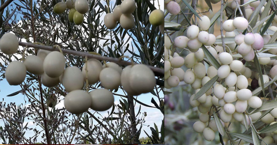 , Leucocarpa, the Dazzling White Olive From Magna Graecia — Greece High Definition
